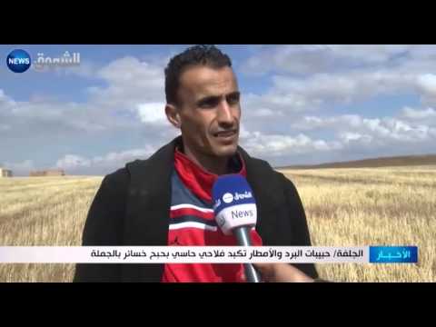 حبيبات البرد والأمطار تكبّد فلاحي حاسي بحبح خسائر بالجملة