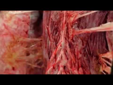 فيديو متسوقون يعثرون على أعضاء حية لحيوانات