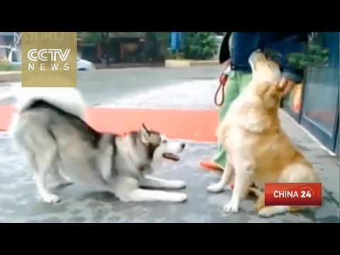 كلب يرفض اللعب أثناء ساعات العمل الرسمية