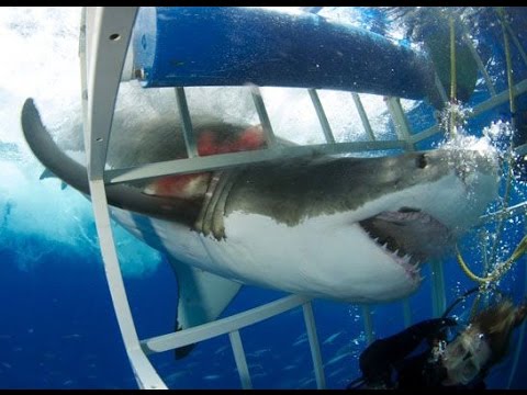 لحظة مهاجمة قرش أبيض لمجموعة من الغواصين