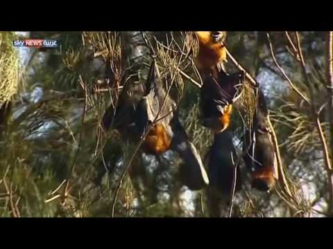 بالفيديو شاهد غزو للخفافيش في وضح النهار على قرية استرالية