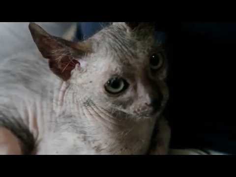 بالفيديو القط الذئب يظهر في جنوب أفريقيا