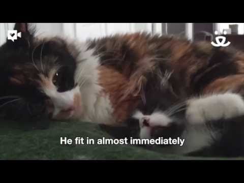 بالفيديو حالة نادرة تجعل قط يعيش حياة الكانغرو