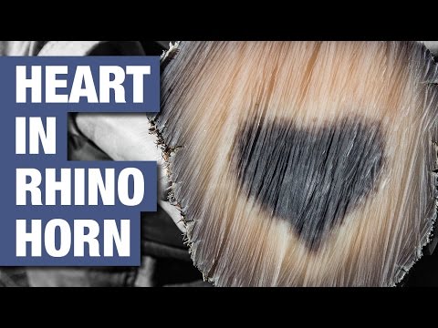 بالفيديو الأطباء يعثرون على رمز الحب داخل قرن وحيد قرن