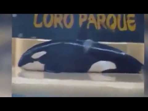 حوت يحاول الانتحار في منتزه مائي