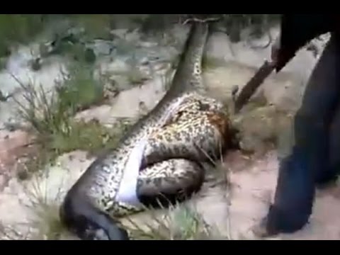 شاهد رجل يقتل ثعبان أناكوندا عملاق