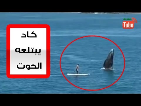 بالفيديو راكب امواج كاد أن يبتلعه حوت فجأة