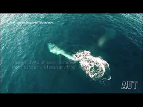 شاهد لقطات نادرة لحوت طوله 12 مترًا يطعم صغيره