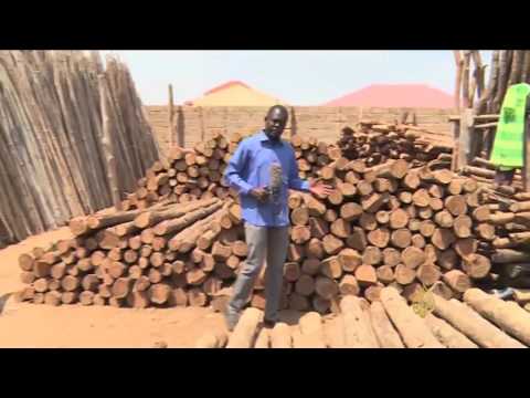 شاهد جهود في جنوب السودان لمواجهة خطر التصحر