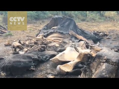 حملة عالمية لإنقاذ محمية كروجر في جنوب أفريقيا
