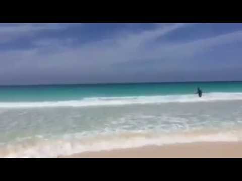 سياح يتسببون في قتل حوت لالتقاط صورة معه