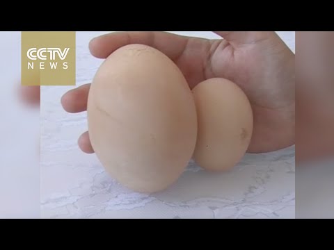 مزارع يمتلك دجاجة خارقة