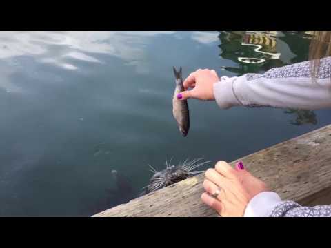 شاهد لحظة هجوم طيور النورس على المتنزهين وسرقتهم