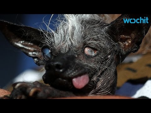 شاهد مراسم تتويج أقبح كلب فى العالم