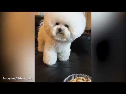 كلب يثير ضجة عبر إنستغرام