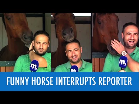 حصان يمنع مذيعًا من أداء عمله