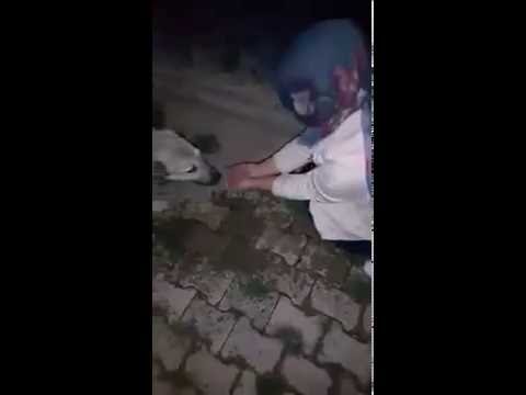 فتاة تعطي درسًا للإنسانية وكلب يقدر أعمالها