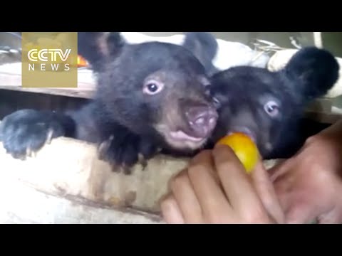 شاهد مزارع يتبنى دببة يتيمة في بيته