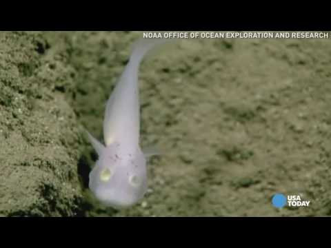 العثور على سمكة شبح على قيد الحياة