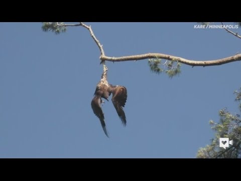 شاهد طبيب بيطري ينقذ نسر بسلاح قناص