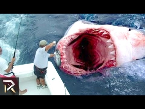 بالفيديو  تعرف على قصة رجل حارب القروش وانتصر عليهم