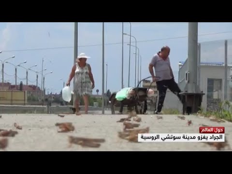 شاهد جراد المغرب يغزو روسيا