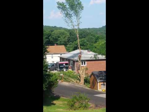 شجرة تنتقم بقسوة من رجل قطع فروعها