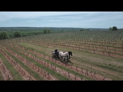 جولة في مسقط رأس فرانسوا رابليه في شينون