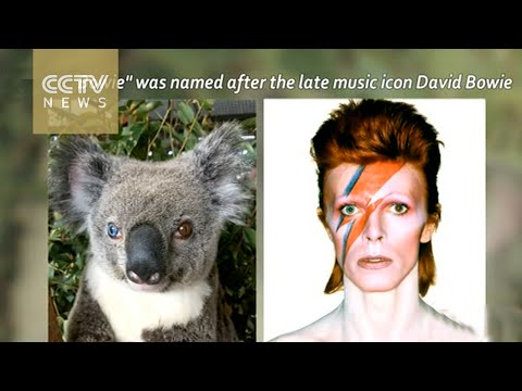 العثور على كوالا بعين زرقاء