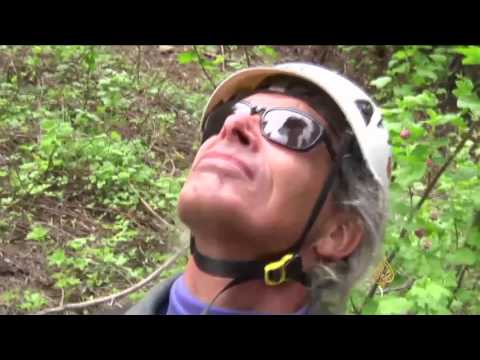 غرس عينات من الأشجار العملاقة بهدف توسيع رقعتها