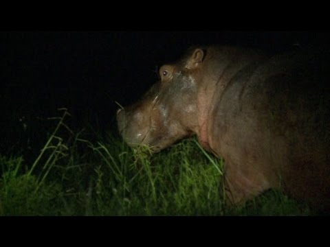 بالفيديو شاهد فرس النهر ينتشر في أرجاء كولومبيا