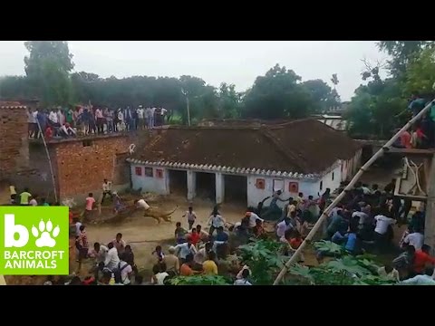 بالفيديو  نمر شرس يهاجم سكان قرية هندية