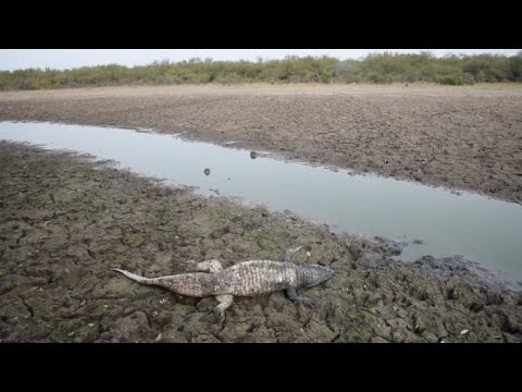 فيديو تماسيح غرب باراغواي تتهافت بحثًا عن الماء