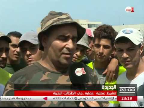 جني الطحالب البحرية وإشكاليات التقنين في الجديدة