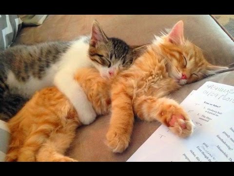 لقطات طريفة مع القطط