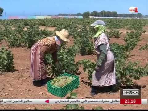 مواسم قطف العنب في اقليم بنسليمان في المغرب