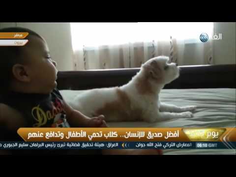 بالفيديو أفضل صديق للإنسان كلاب تحمي الأطفال وتدافع عنهم