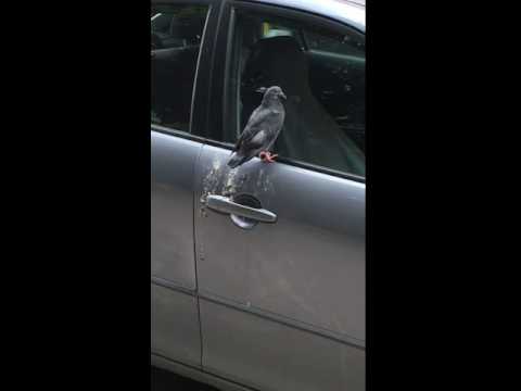 بالفيديو طائر يختار مكان غريب لقضاء حاجته