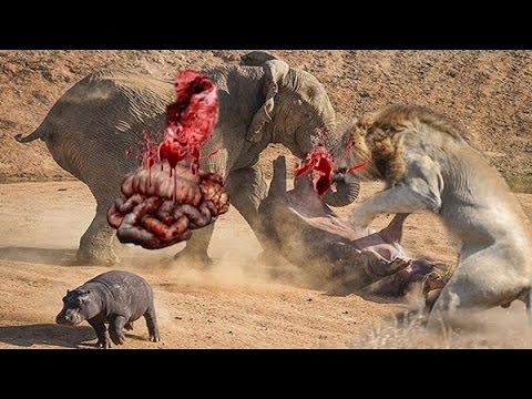 بالفيديوشاهد أشرس الهجمات عالم الحيوان