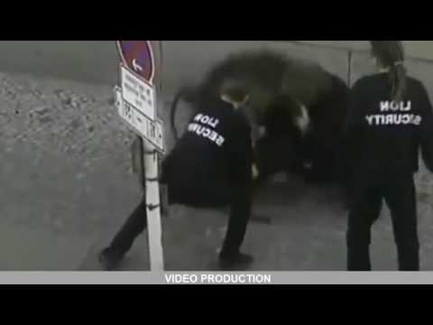 شاهد أقوى لحظات هجوم الحيوانات على البشر