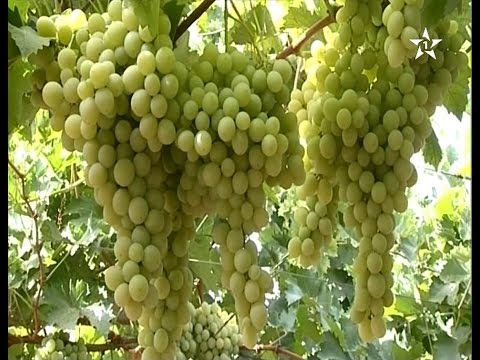 انطلاق عملية جني العنب من ضيعة نموذجية في مكناس