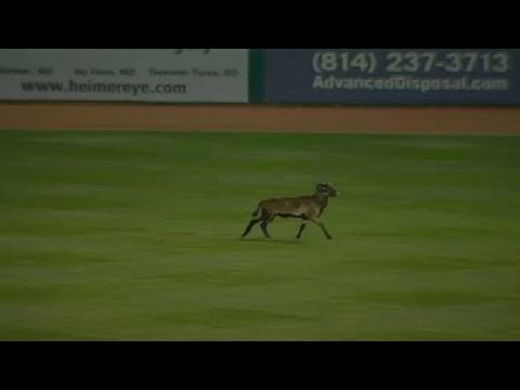 خروف يقتحم ملعب بيسبول ويتسبب في تأخر المباراة