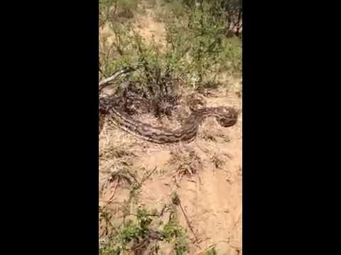 تعبان ضخم يهاجم مجموعة من الشباب