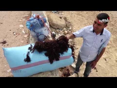 منع جني الطحالب البحرية في الجديدة يخلّف غضبًا عارمًا