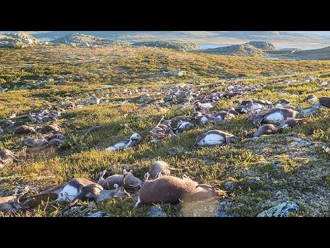 صاعقة تؤدي إلى نفوق 300 من الأيائل الوحشية