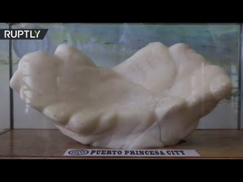 العثور على أكبر لؤلؤة عملاقة في العالم