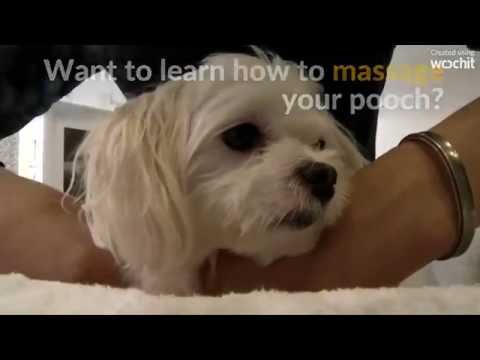 معاملة ملوك للكلاب فى تايوان