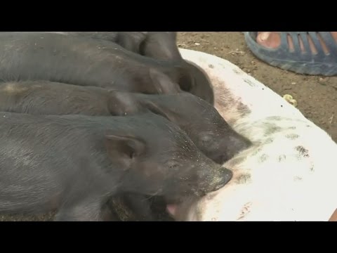 بالفيديو شاهد كلبة تتبنى 5 خنازير