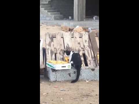 قط يلعق تمورًا معدة للبيع يثير غضب المواطنين السعوديين