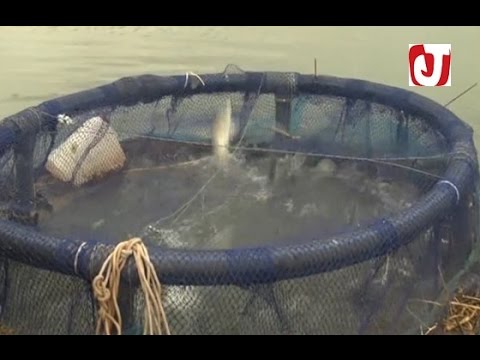 شاهد تربية الأسماك بتقنية الأقفاص العائمة